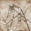 Picture of EARTH BALANCE