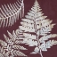 Picture of FERN TIME 1