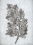 Picture of OAK TREE 2