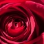Picture of ROSE 1
