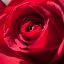 Picture of ROSE 3