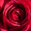 Picture of ROSE 4