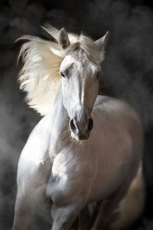 Picture of WHITE ANDALUSIAN