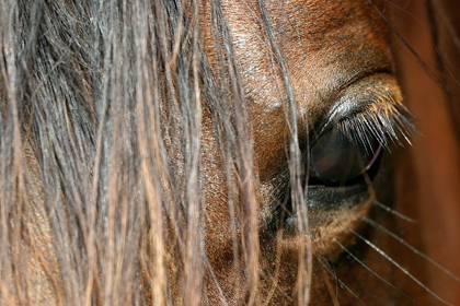 Picture of BEAUTIFUL CLOSE-UP OF A HORSE