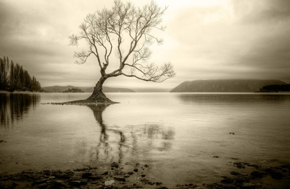 Picture of LONE TREE IN A LAKE