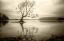 Picture of LONE TREE IN A LAKE