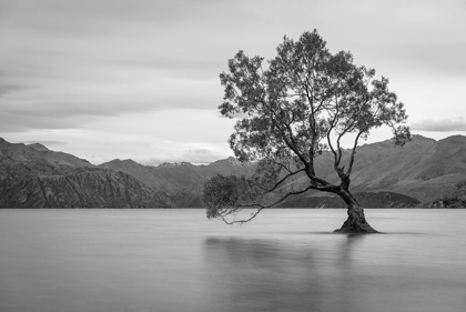 Picture of ICONIC LAKE TREE