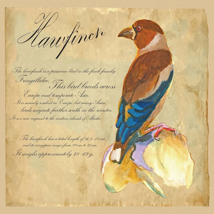 Picture of HAWFINCH ILLUSTRATION