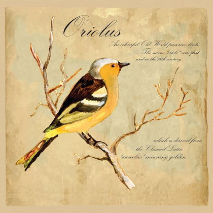 Picture of ORIOLUS BIRD ILLUSTRATION