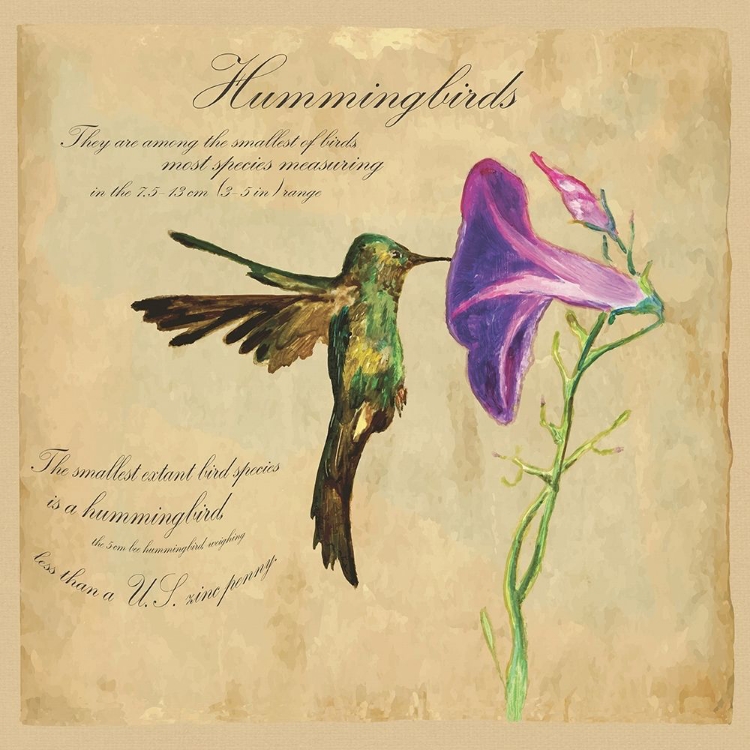 Picture of HUMMINGBIRD ILLUSTRATION