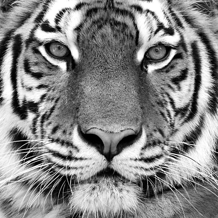 Picture of TIGER PORTRAIT