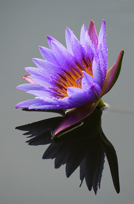 Picture of LOTUS FLOWER IN POND