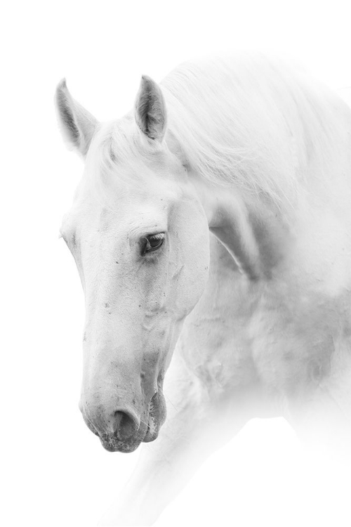 Picture of WHITE HORSE ON WHITE