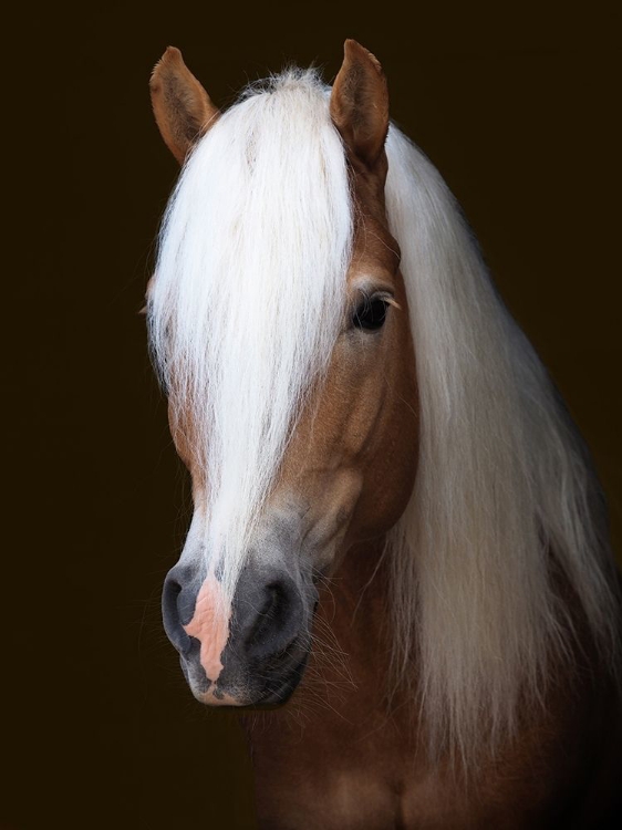 Picture of STUNNING STALLION