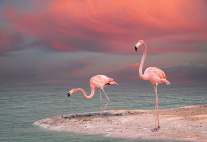 Picture of PINK FLAMINGOS