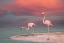 Picture of PINK FLAMINGOS