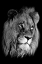 Picture of LION KING