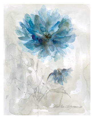 Picture of BLUE DAHLIA