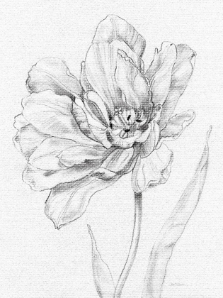 Picture of TULIP SKETCH