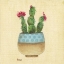 Picture of FLOWERING CACTUS