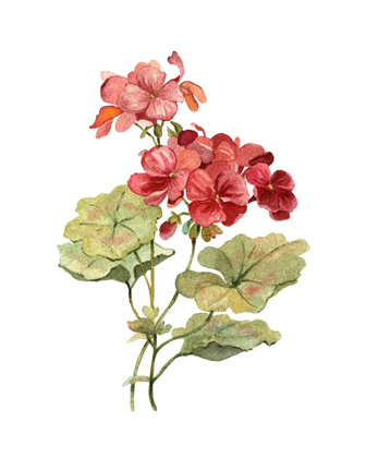 Picture of SCARLET GERANIUM