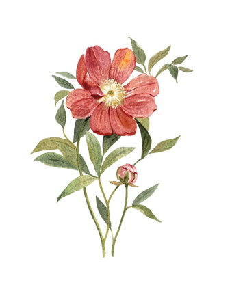 Picture of SCARLET PEONY