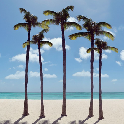 Picture of ISLAND PALMS