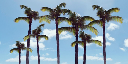 Picture of PARADISE PALMS