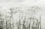 Picture of SILVER LAKE LILIES