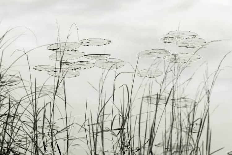 Picture of SILVER LAKE LILIES