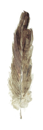 Picture of SOFT FEATHER I