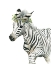 Picture of SAVANNAH ZEBRA
