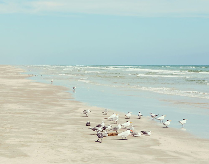Picture of PADRE ISLAND SHORE BIRDS