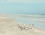 Picture of PADRE ISLAND SHORE BIRDS