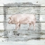 Picture of FARMHOUSE COLLAGE PIG
