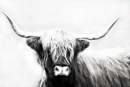 Picture of HIGHLAND LONGHORN