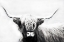 Picture of HIGHLAND LONGHORN
