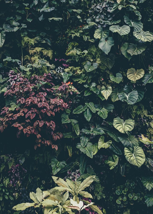 Picture of PLANT WALL