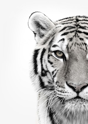 Picture of WHITE TIGER