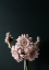 Picture of PINK BLACK