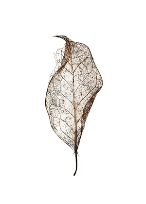 Picture of LEAF