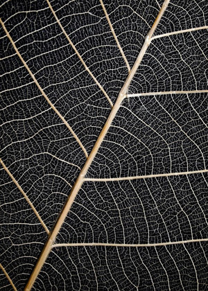Picture of LEAF VEINS