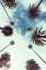 Picture of PALM SKY 2