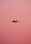 Picture of PINK FLIGHT