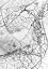 Picture of LEAF SKELETON BW