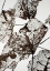 Picture of LEAVES