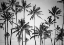 Picture of PALM HEAVEN