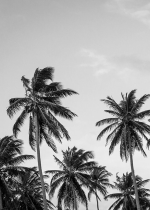 Picture of PALMS IN GREY