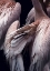 Picture of FLAMBOYANCE 1