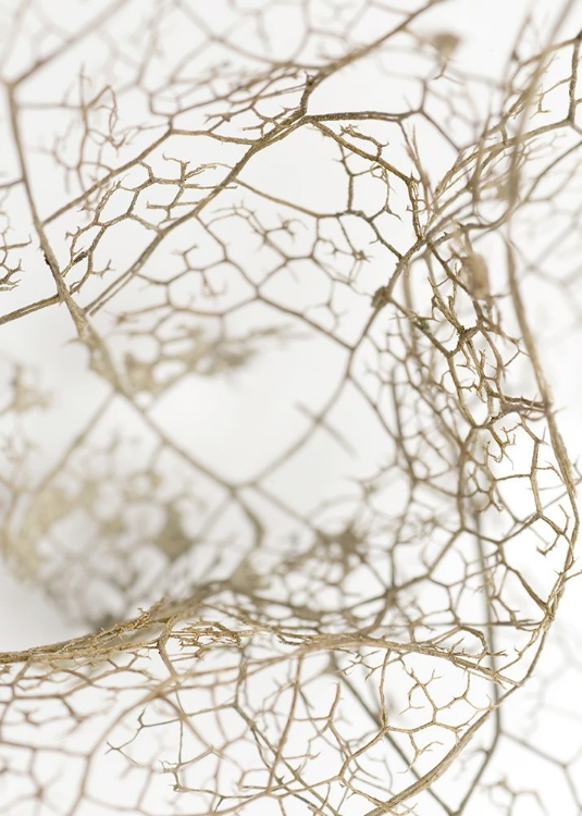 Picture of LEAF SKELETON